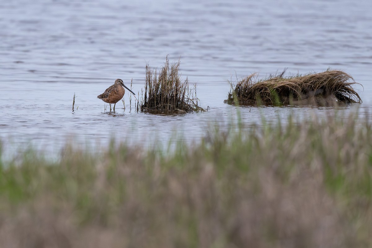 Long-billed Dowitcher - ML617741746