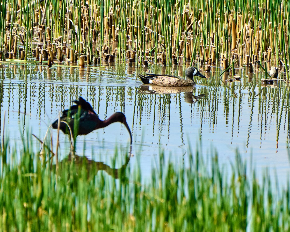 Blue-winged Teal - Stan Huntting