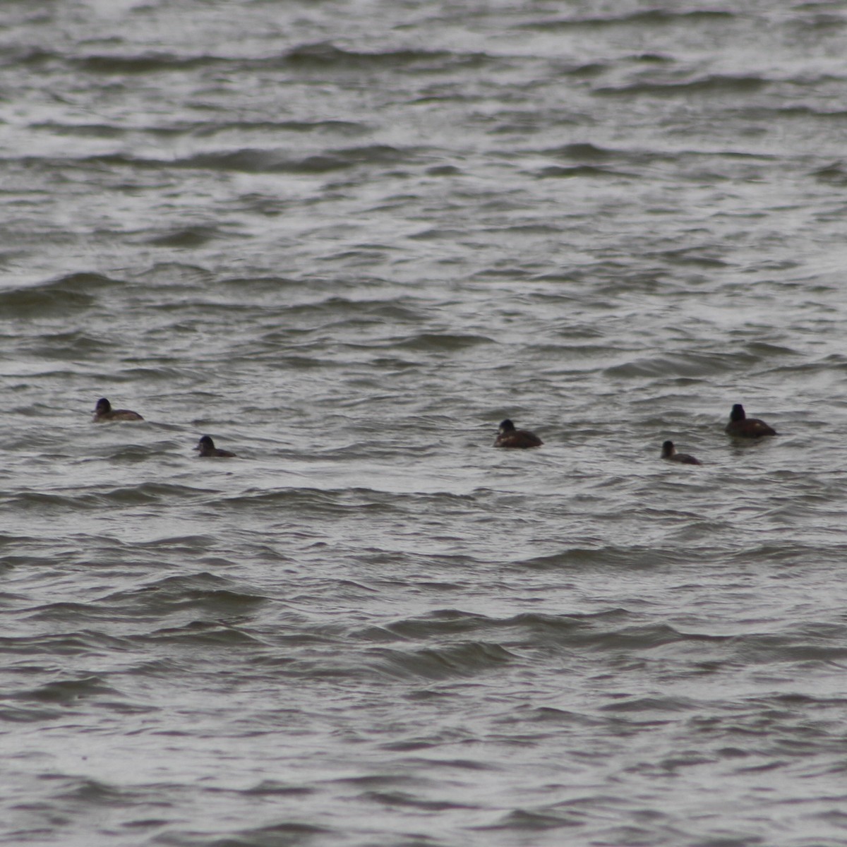 Ruddy Duck - ML617741764