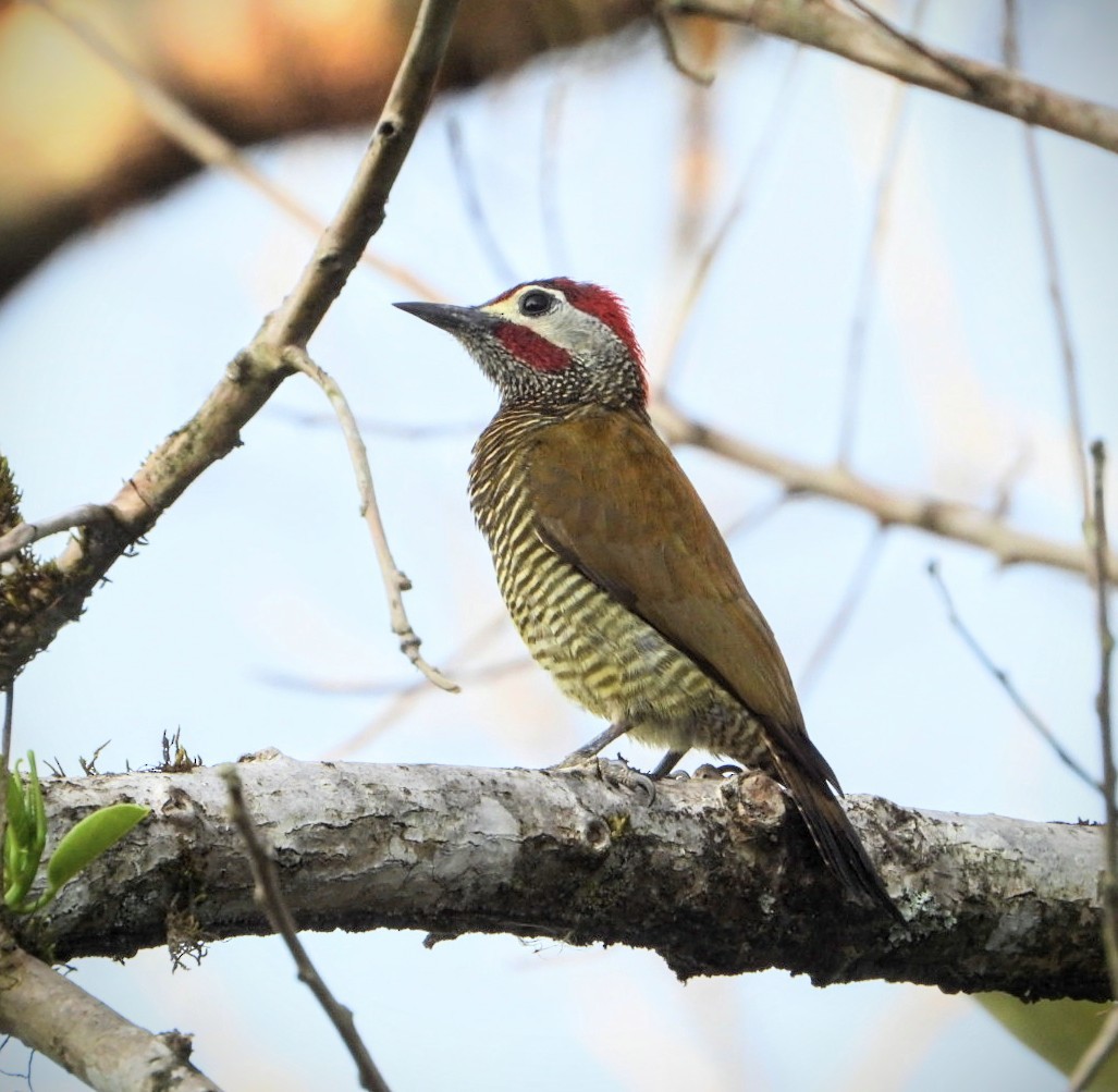 Golden-olive Woodpecker - Brodie Cass Talbott
