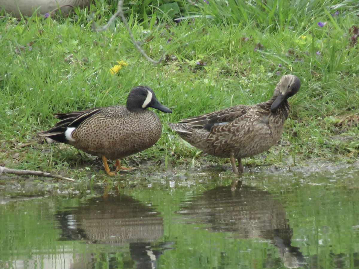 Blue-winged Teal - ML617741821