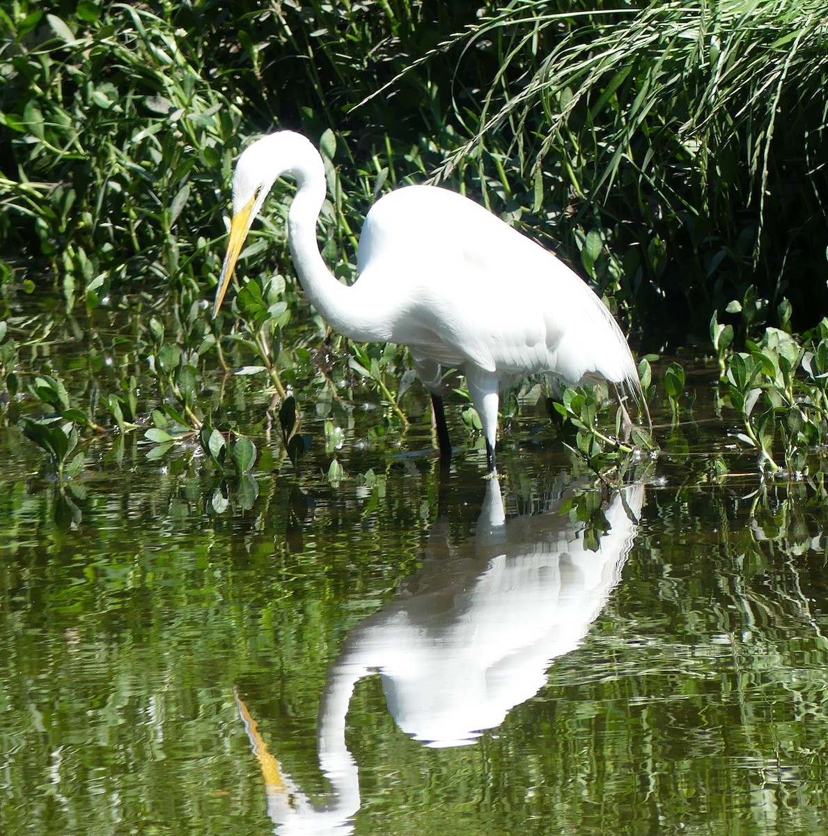 Great Egret - ML617741827