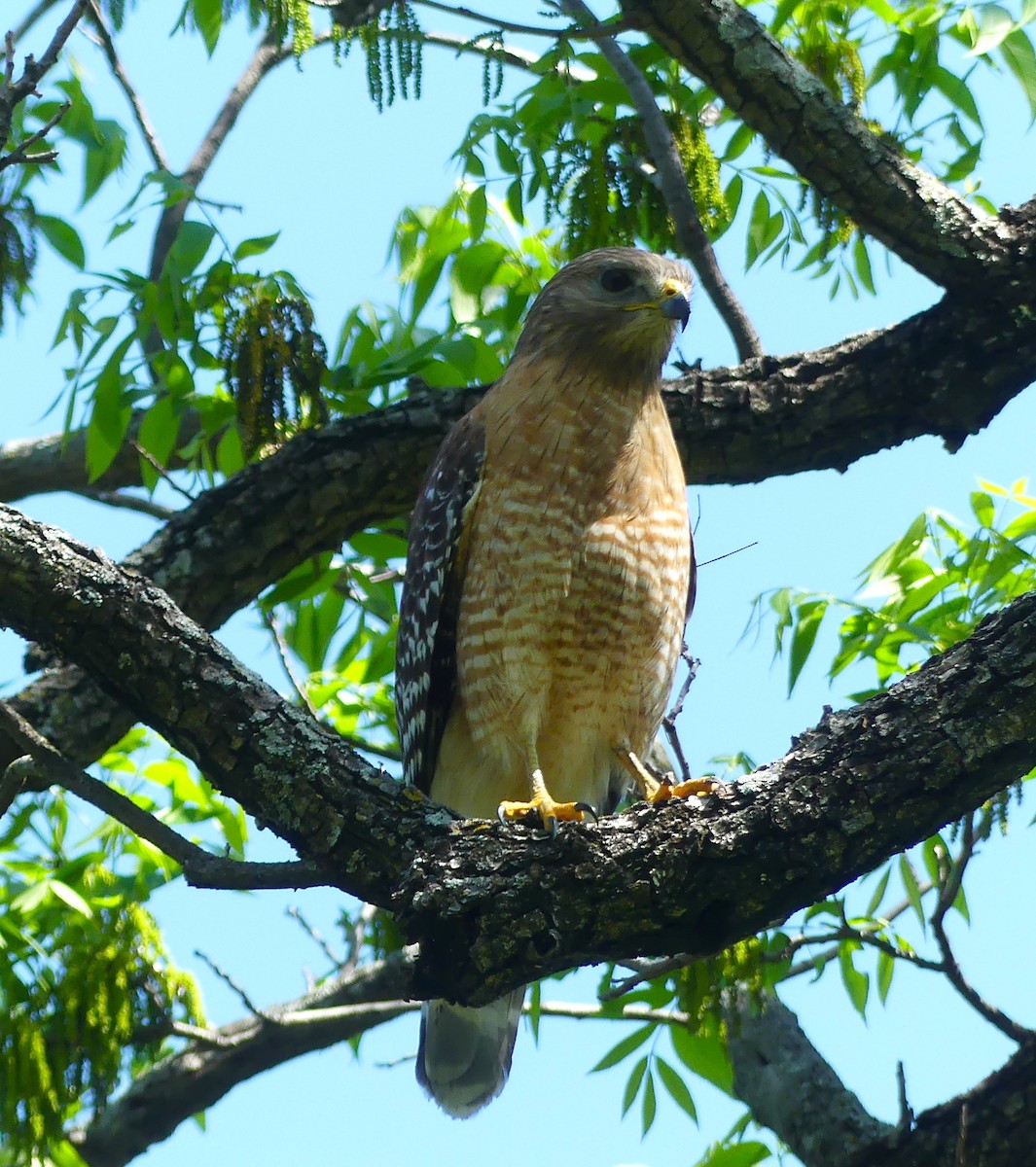 Red-shouldered Hawk - ML617741839