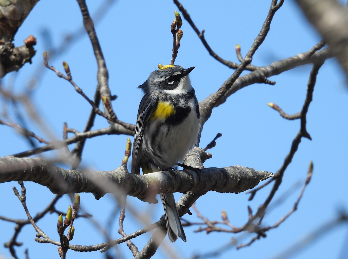 Yellow-rumped Warbler - ML617741876