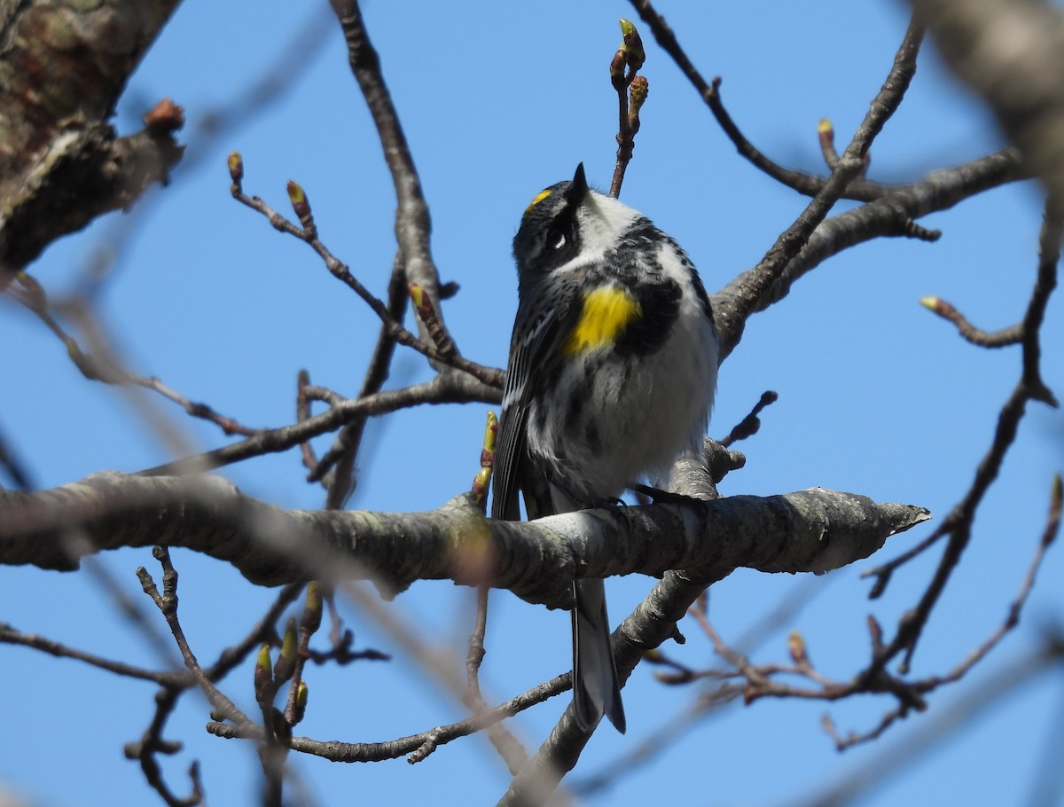 Yellow-rumped Warbler - ML617741880