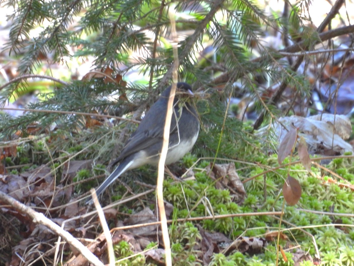 Dark-eyed Junco - ML617741888