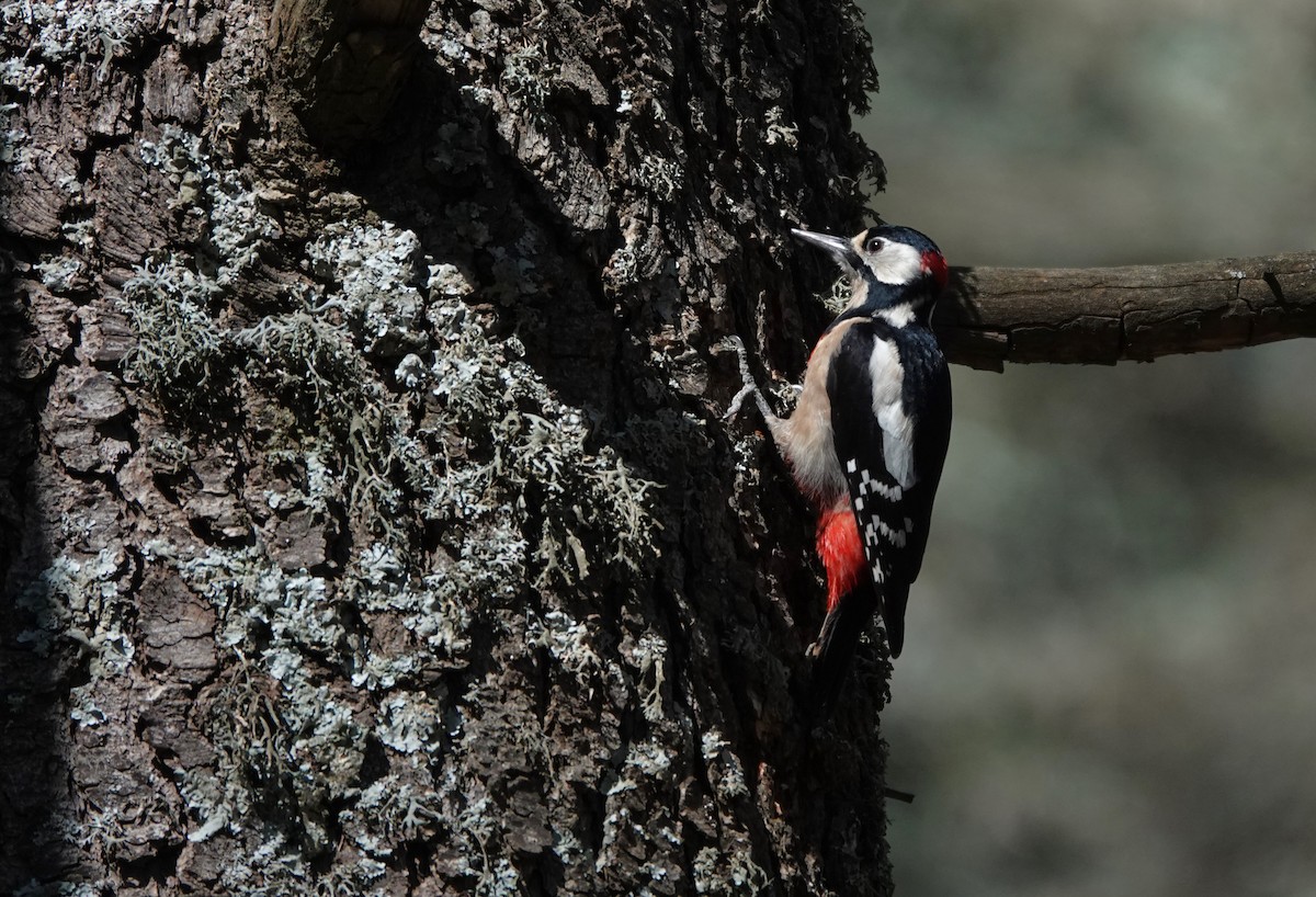 strakapoud velký (ssp. numidus/mauritanus) - ML617741899