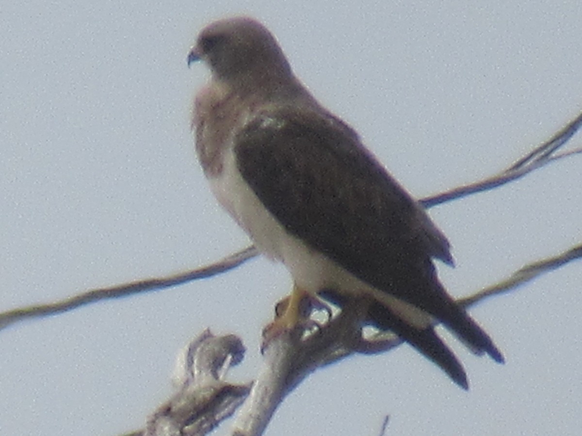 Swainson's Hawk - Wendy Sykora