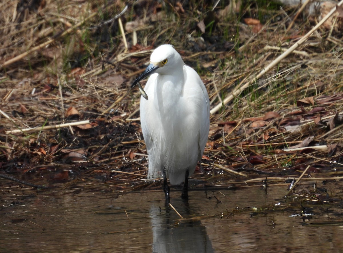 Snowy Egret - ML617741979