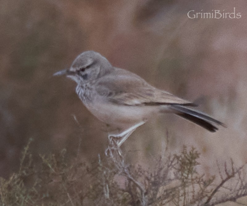 Greater Hoopoe-Lark - ML617741998