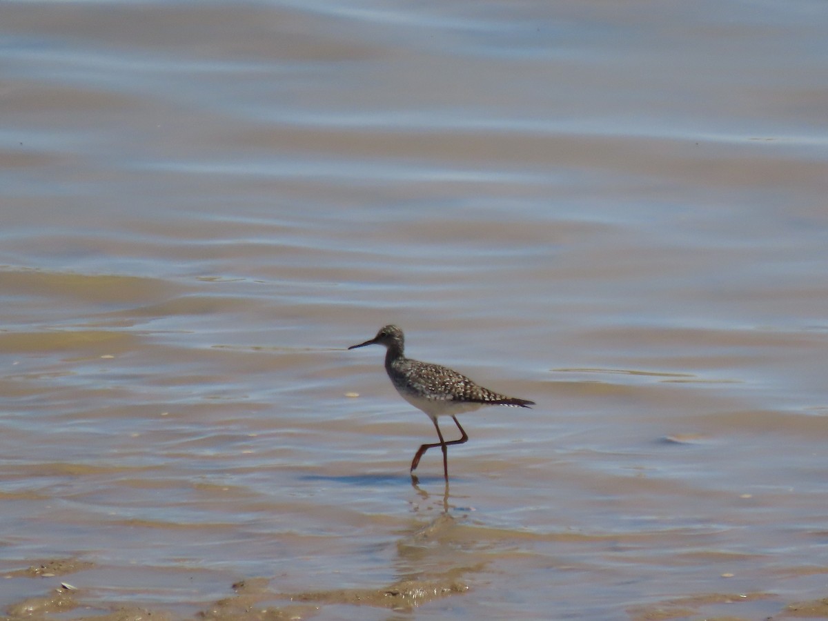 Lesser Yellowlegs - ML617742060