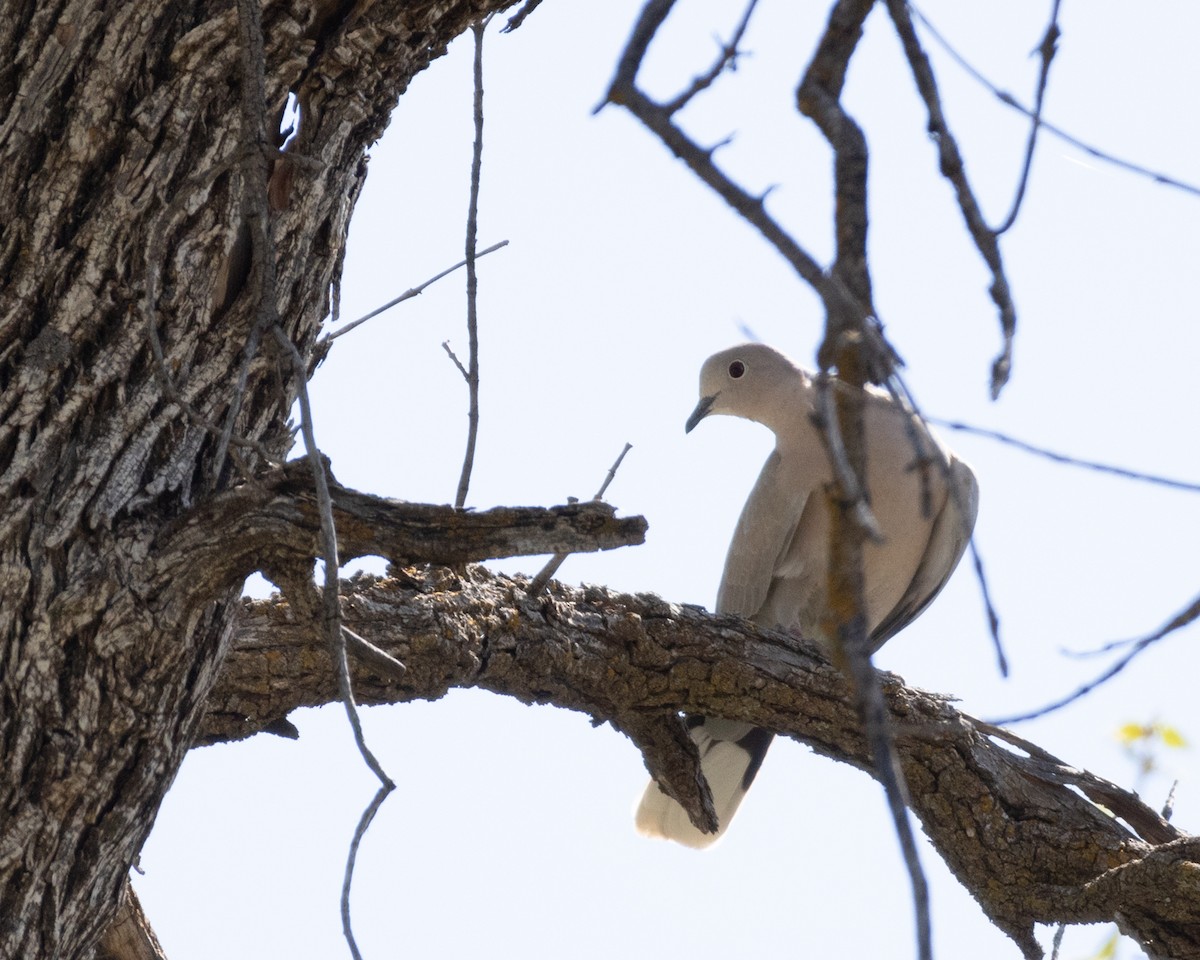 Eurasian Collared-Dove - Ameya Thatte