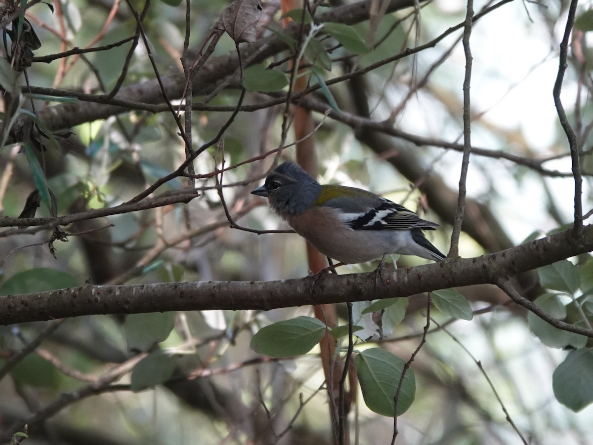 African Chaffinch - ML617742083