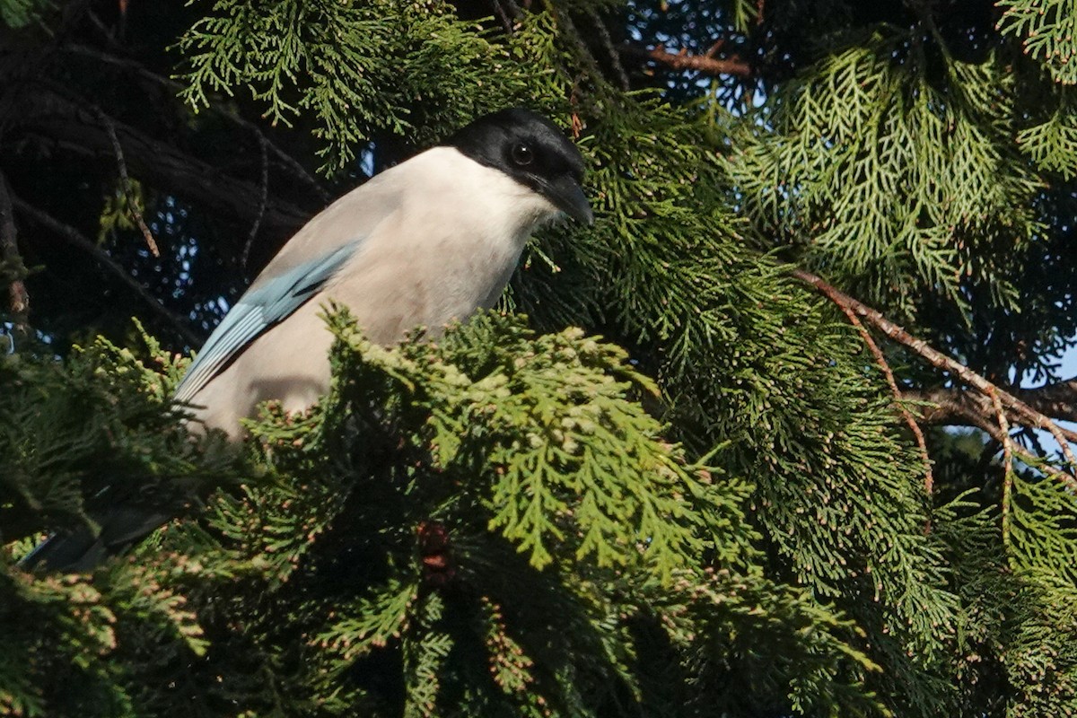 Azure-winged Magpie - ML617742090