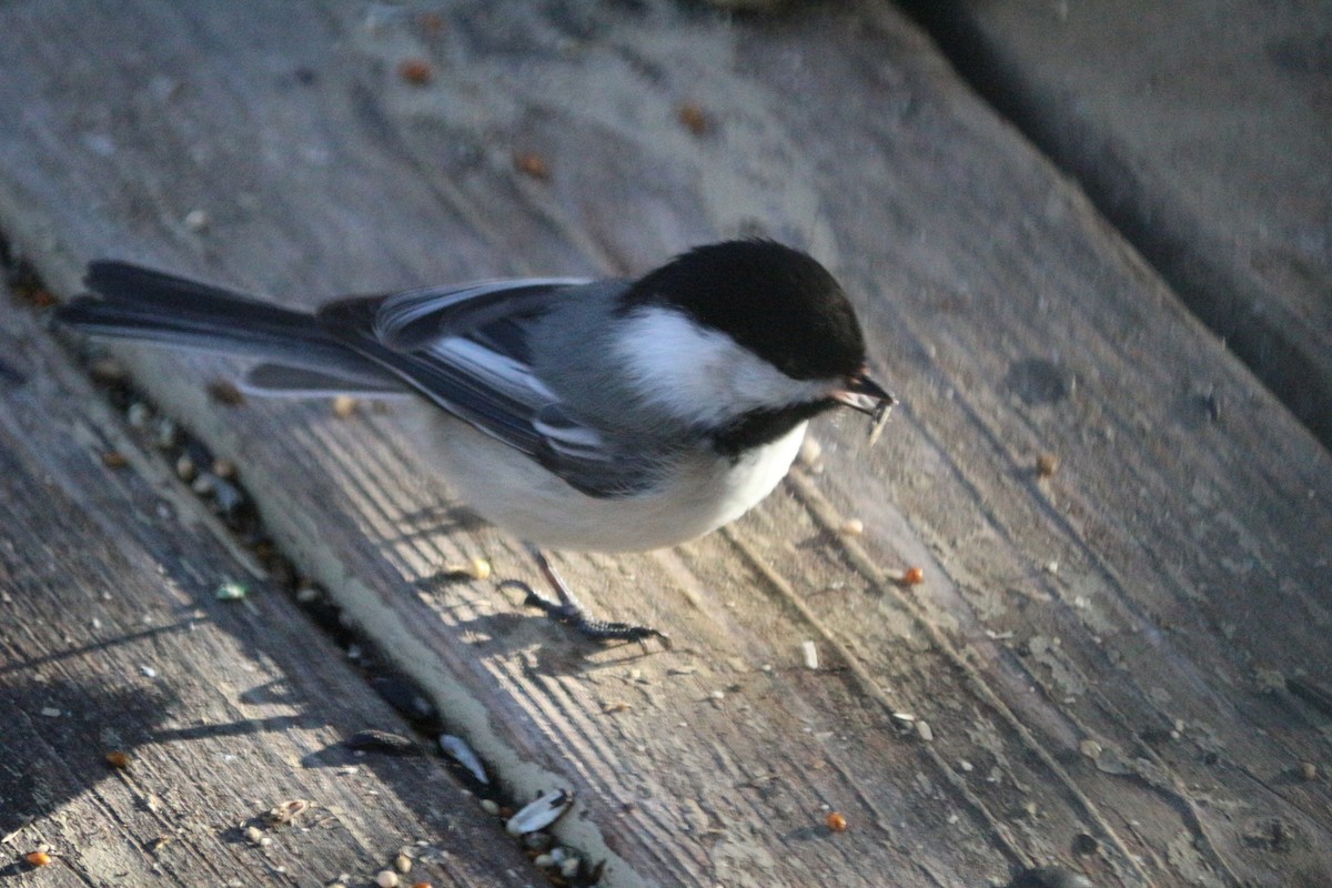 Black-capped Chickadee - ML617742108