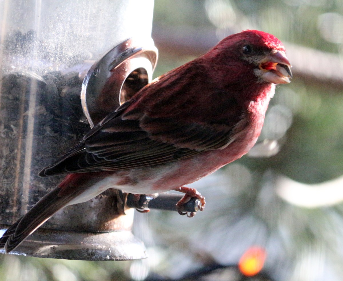 Purple Finch - ML617742136