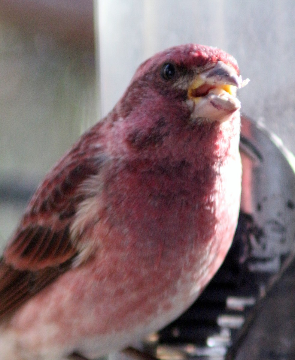 Purple Finch - ML617742140