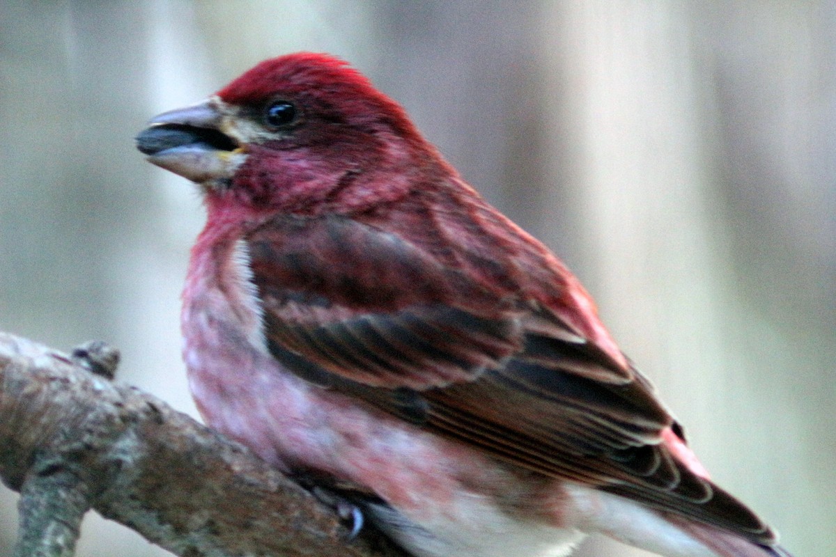 Purple Finch - ML617742143