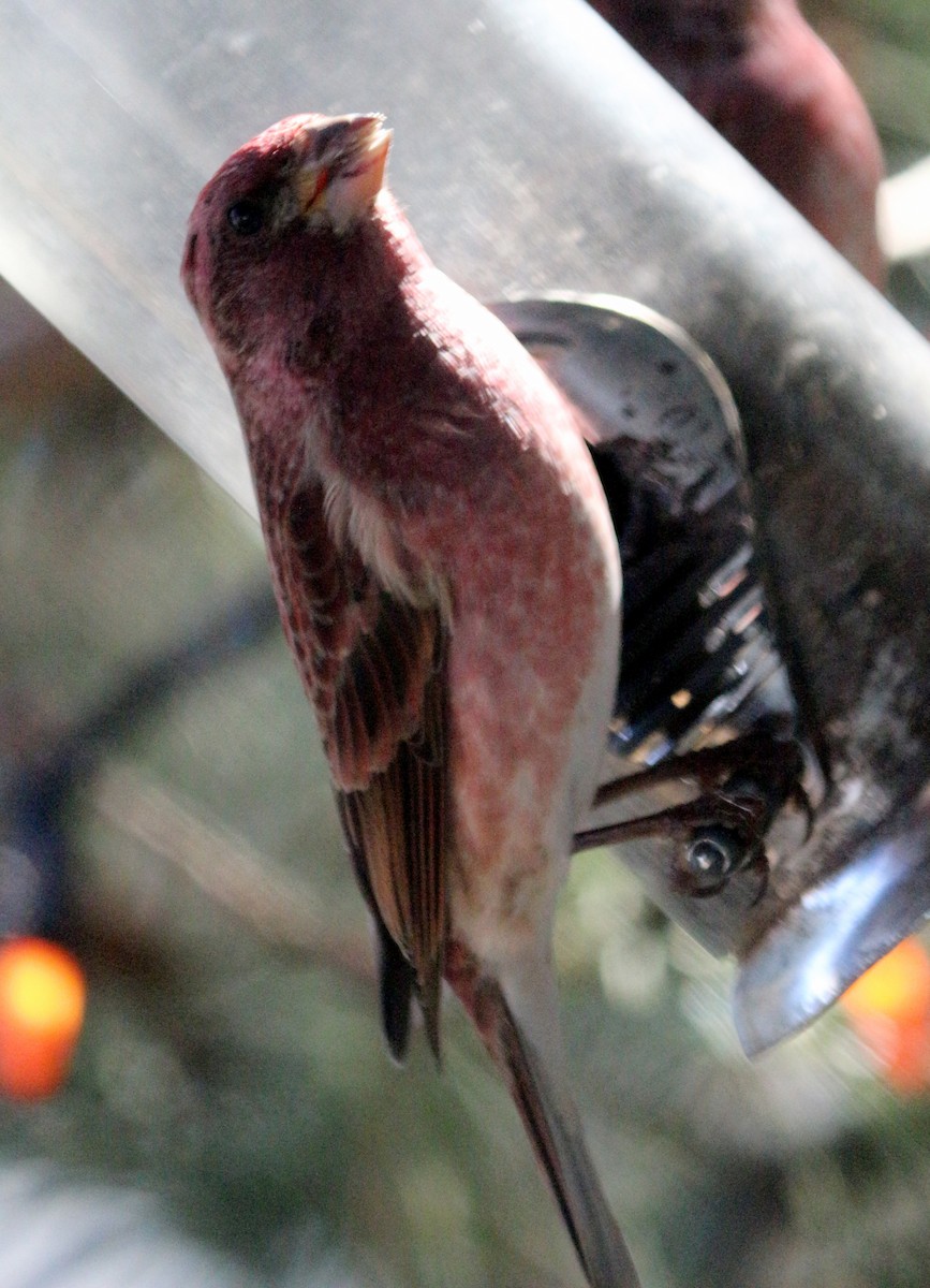 Purple Finch - ML617742144