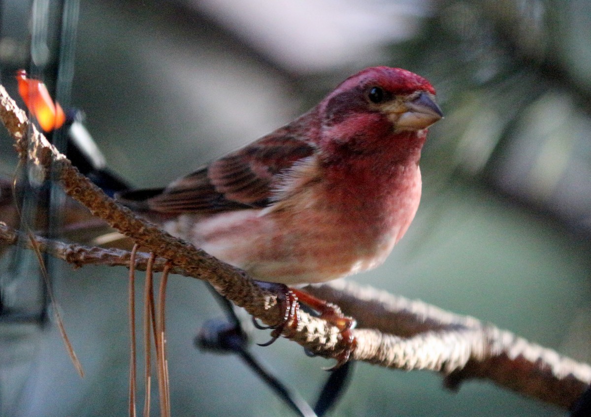 Purple Finch - ML617742145
