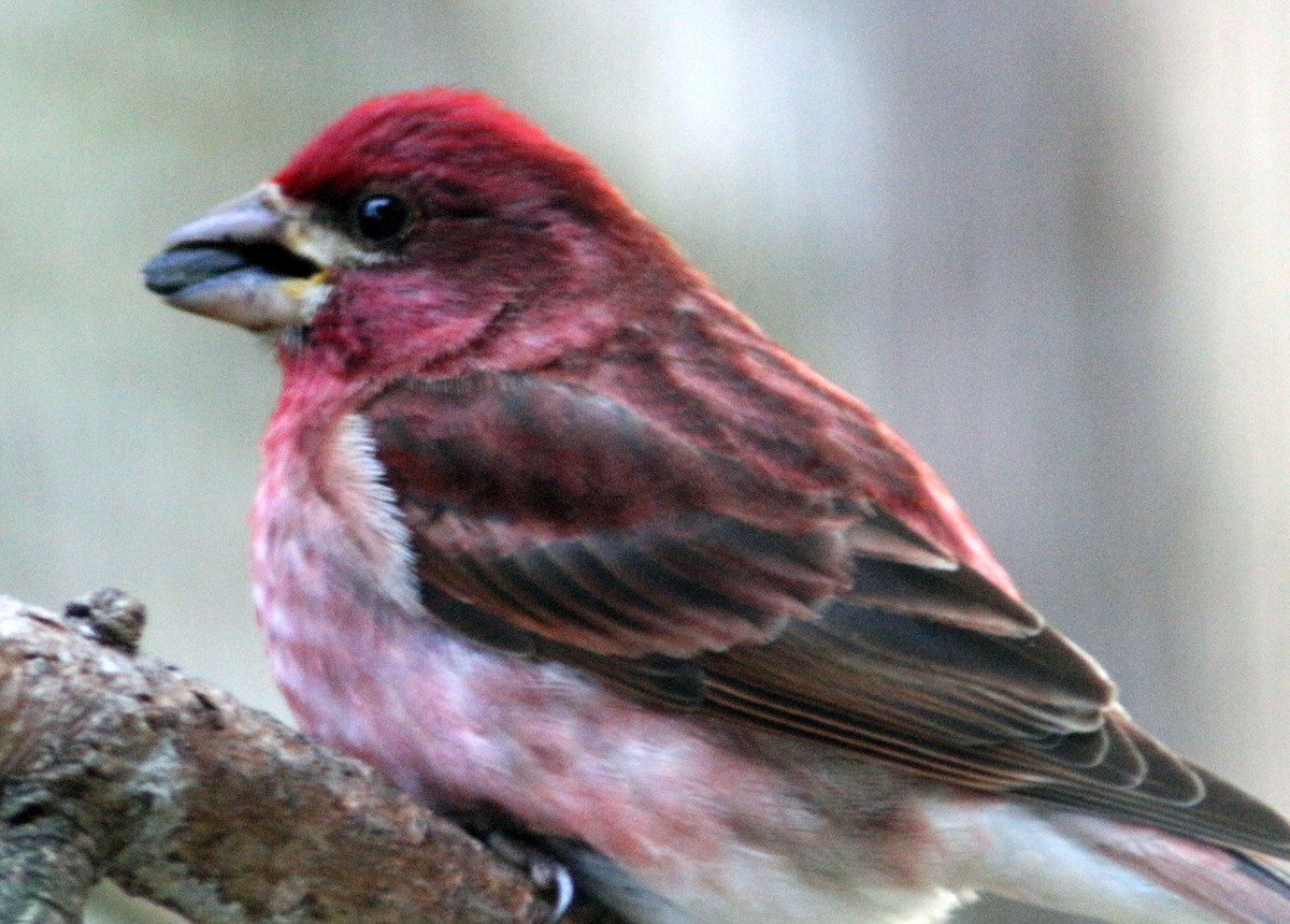 Purple Finch - ML617742146
