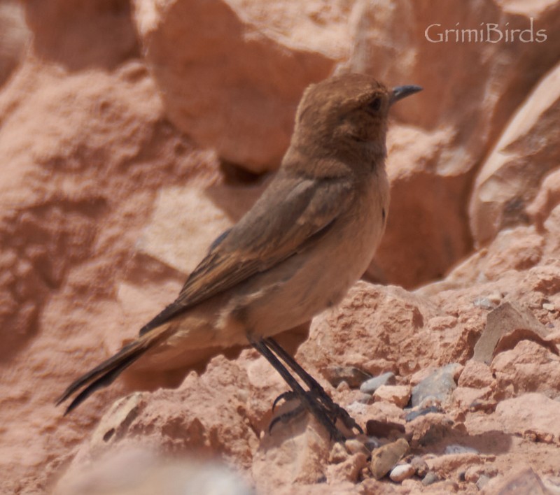 Red-rumped Wheatear - Ramon Grimalt