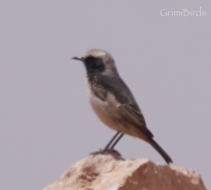 Red-rumped Wheatear - Ramon Grimalt