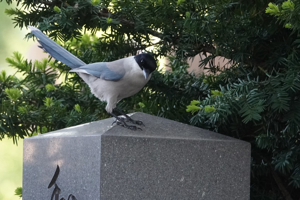 Azure-winged Magpie - ML617742189