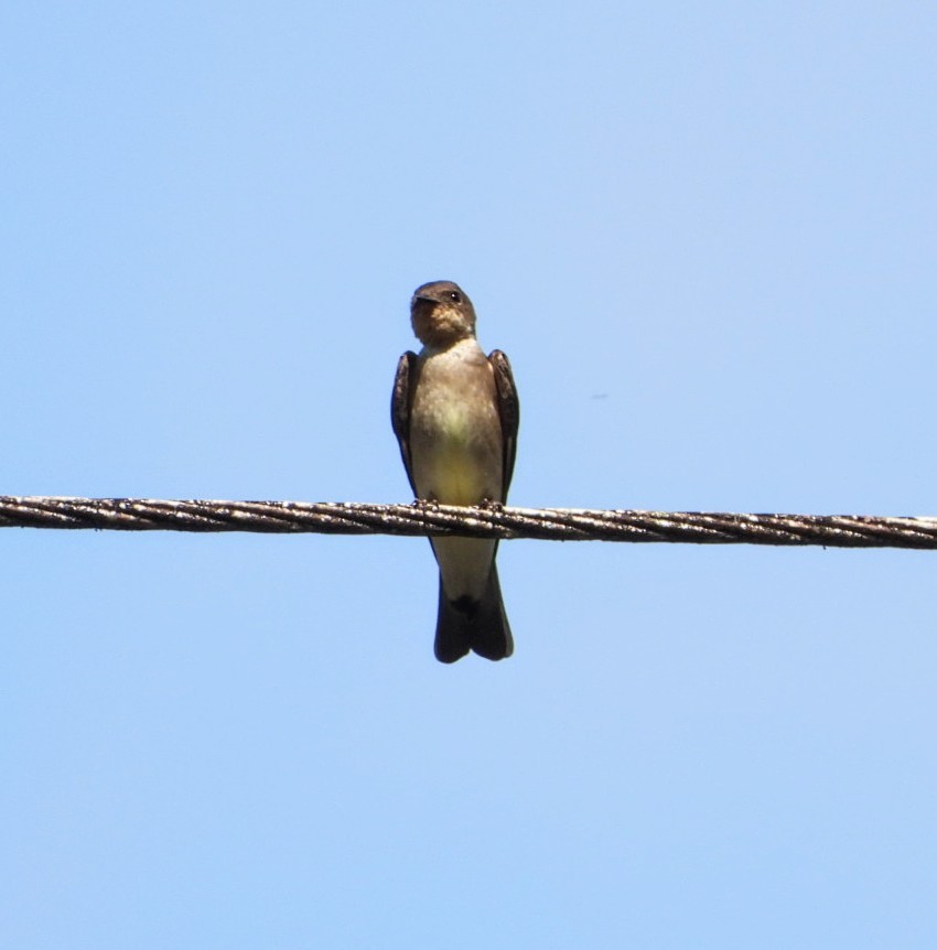 Southern Rough-winged Swallow - Brodie Cass Talbott