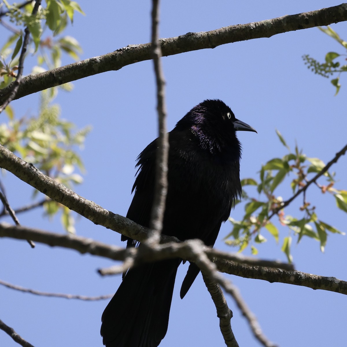 Common Grackle - ML617742216