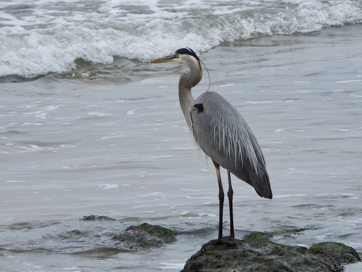 Great Blue Heron - ML617742226