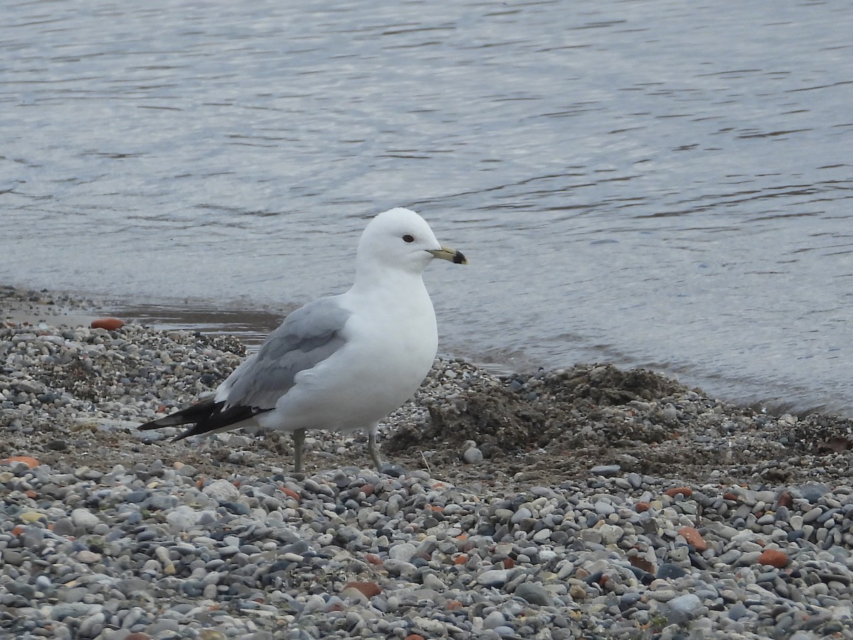 Ring-billed Gull - ML617742252