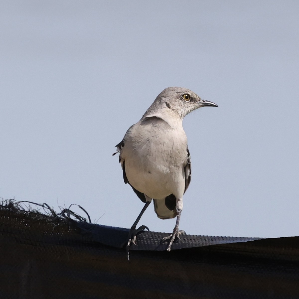 Northern Mockingbird - ML617742267