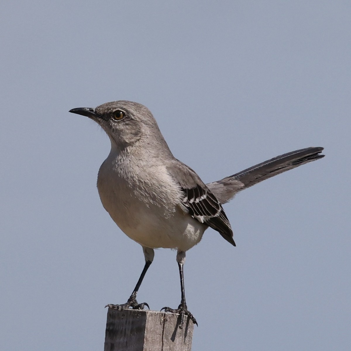 Northern Mockingbird - ML617742268