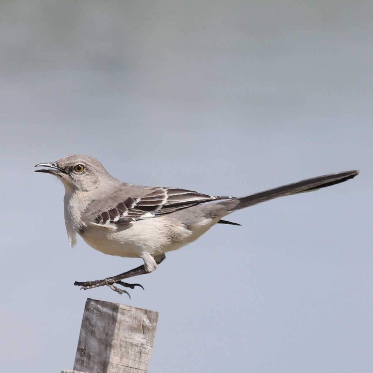 Northern Mockingbird - ML617742270