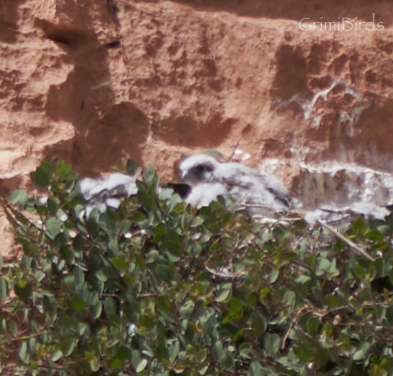 Lanner Falcon - Ramon Grimalt