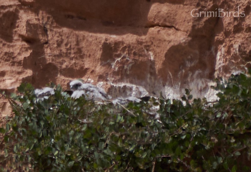 Lanner Falcon - Ramon Grimalt