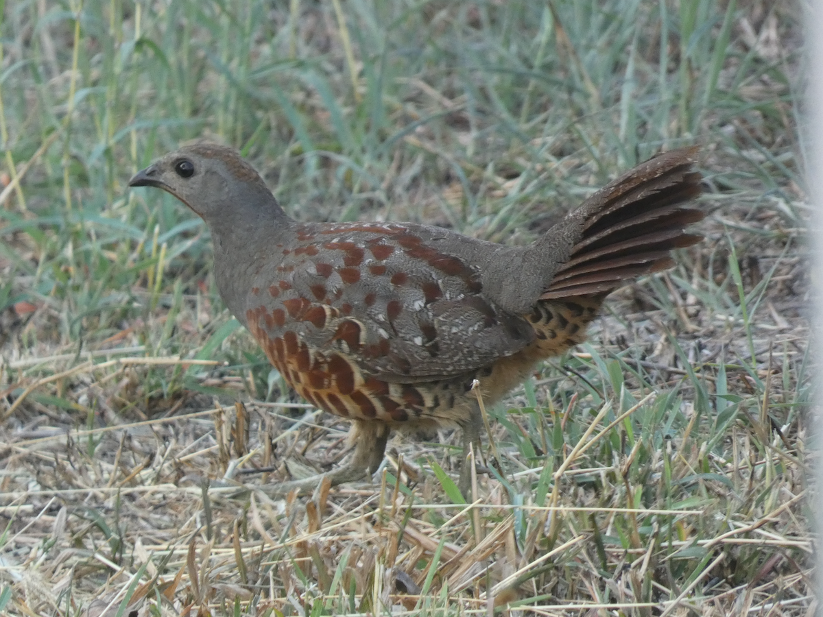 Taiwan Bamboo-Partridge - ML617742289