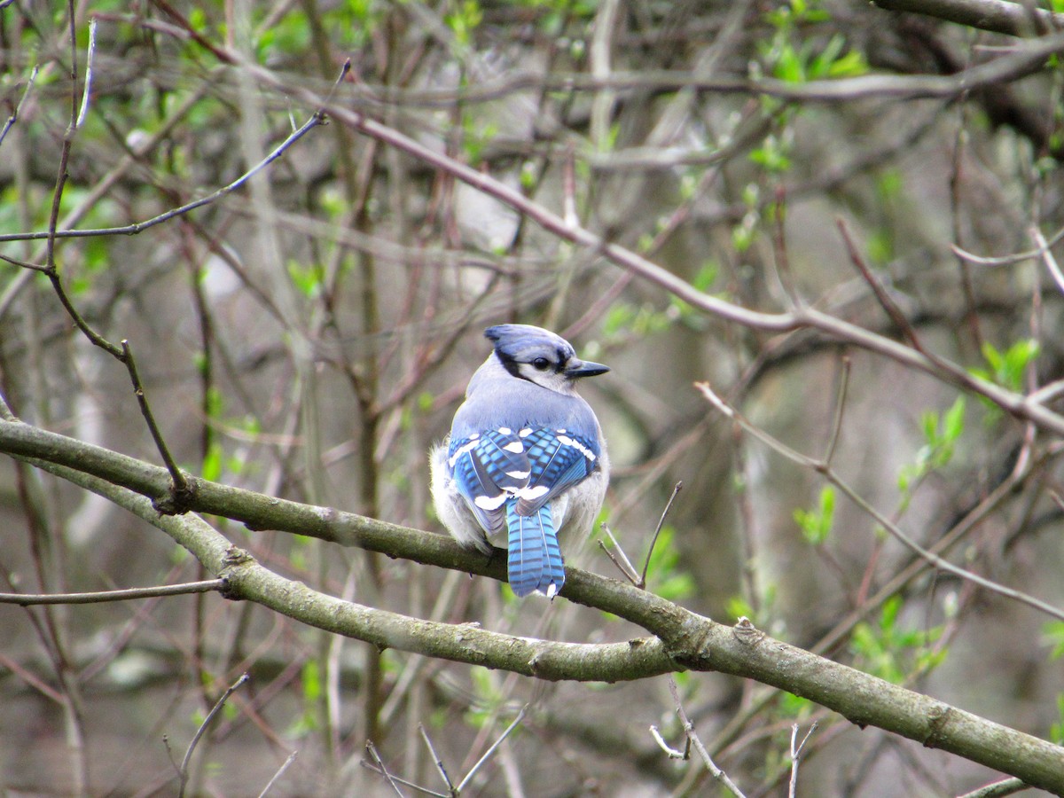 Blue Jay - Joseph Pumford