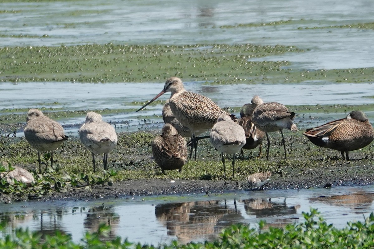 Marbled Godwit - ML617742316