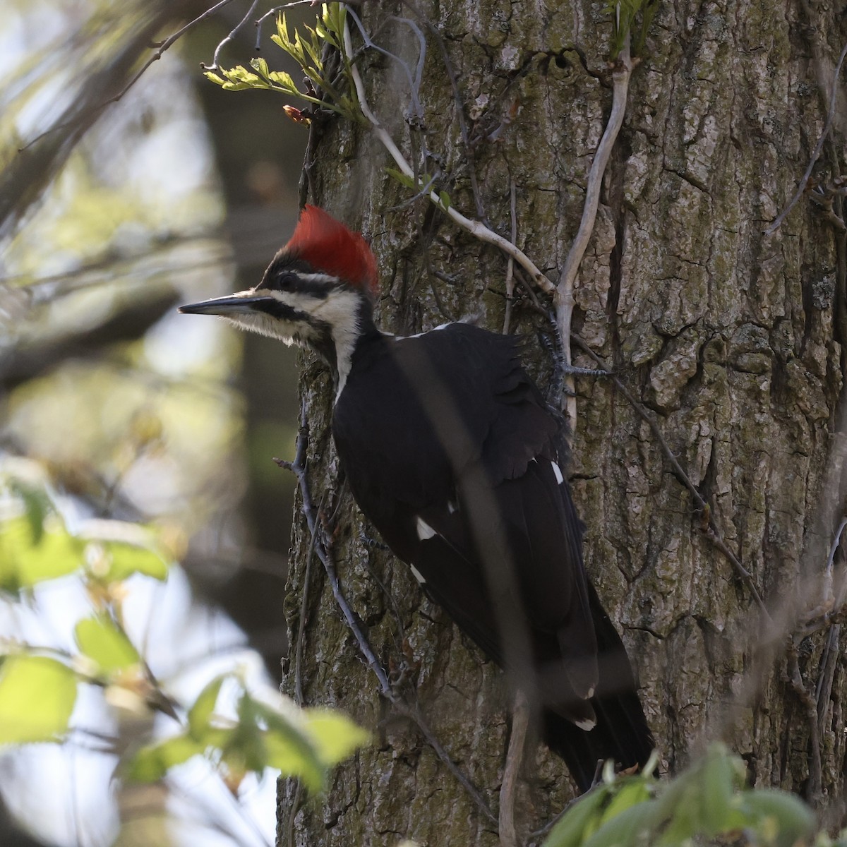 Pileated Woodpecker - ML617742317