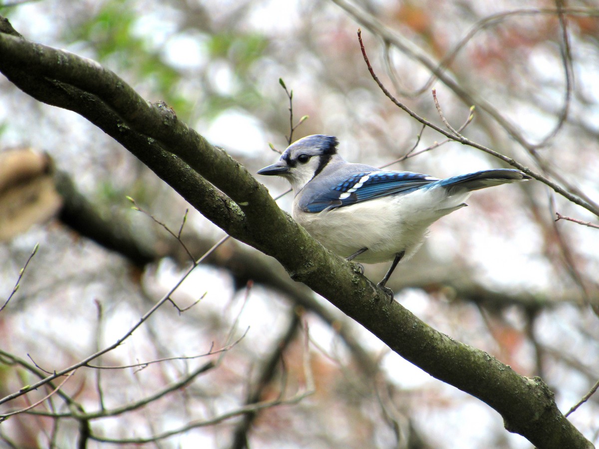 Blue Jay - Joseph Pumford