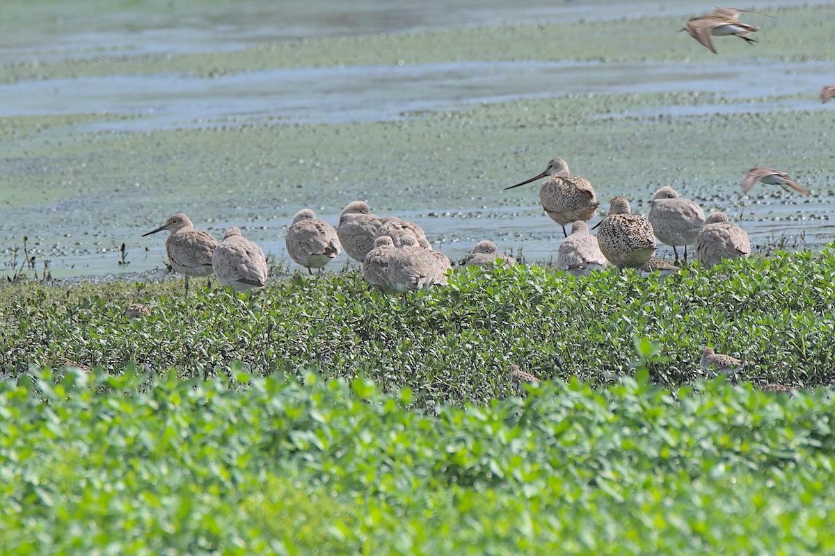 Marbled Godwit - ML617742333