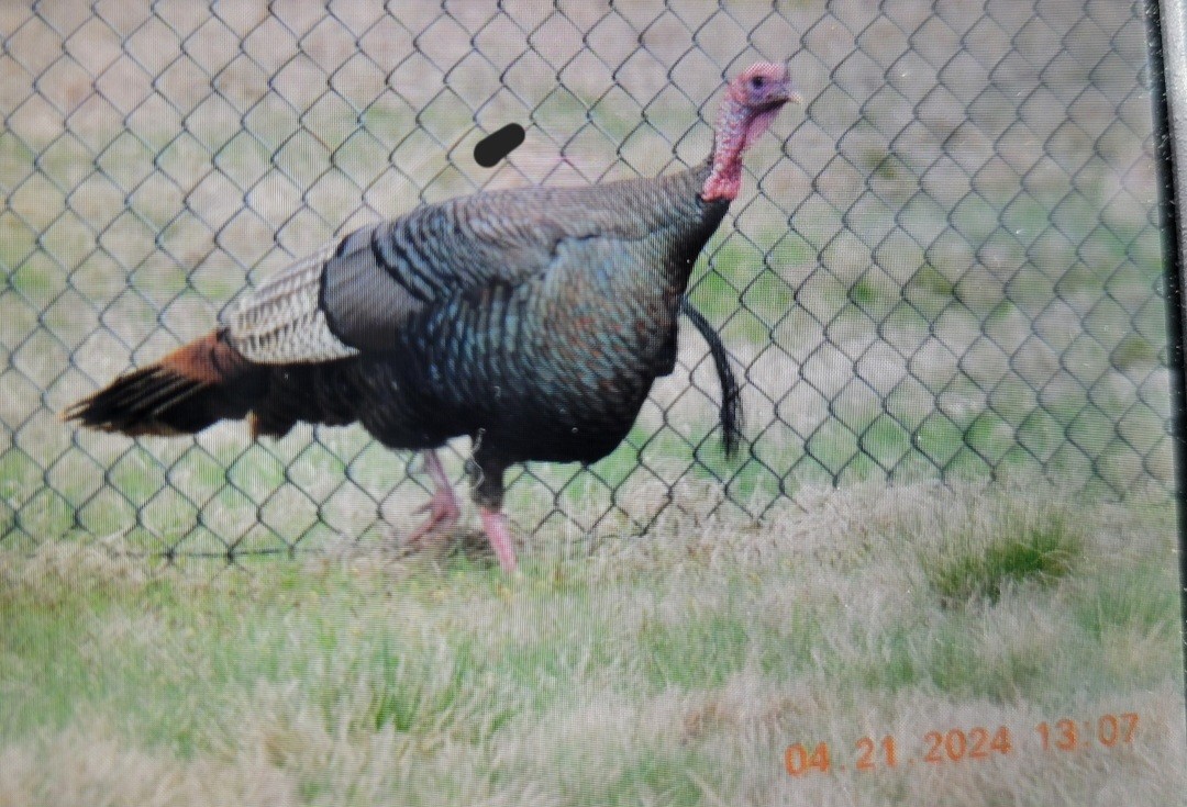 Wild Turkey - ML617742338