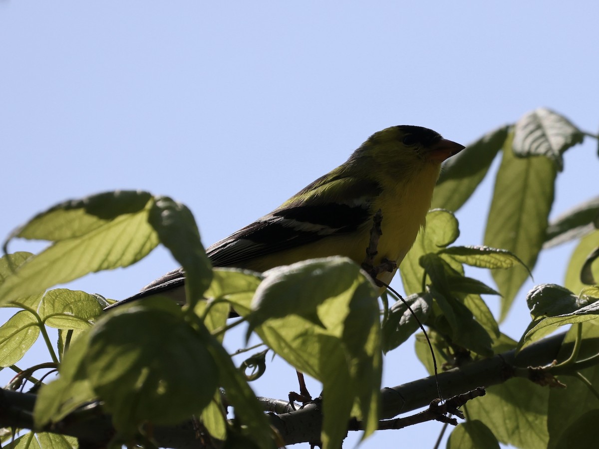 American Goldfinch - ML617742346