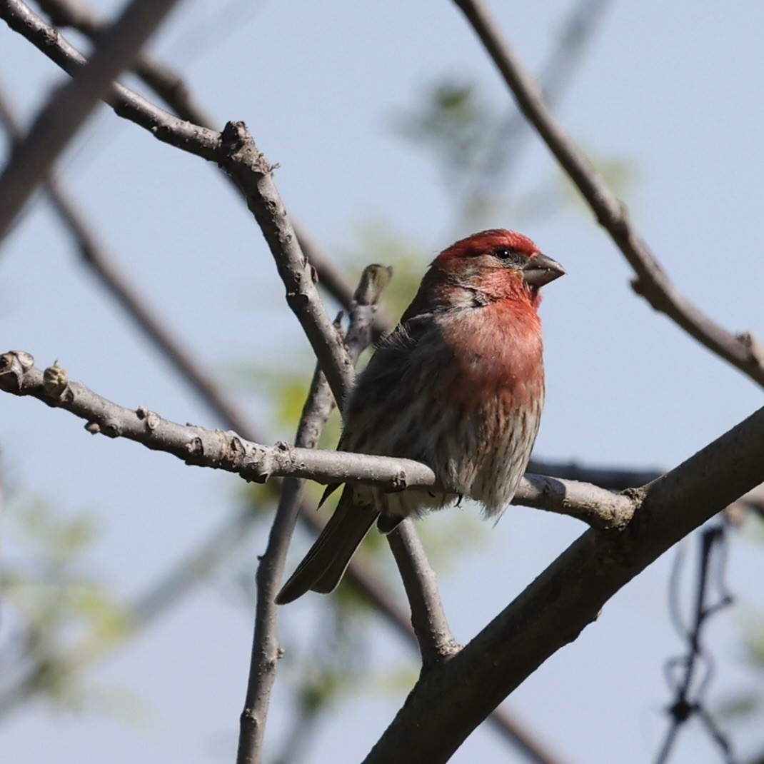 House Finch - ML617742350