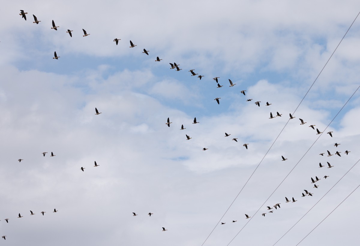 Greater White-fronted Goose - ML617742378