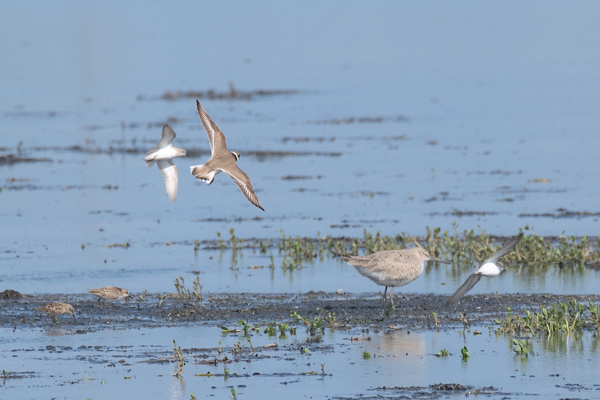 Semipalmated Plover - ML617742387