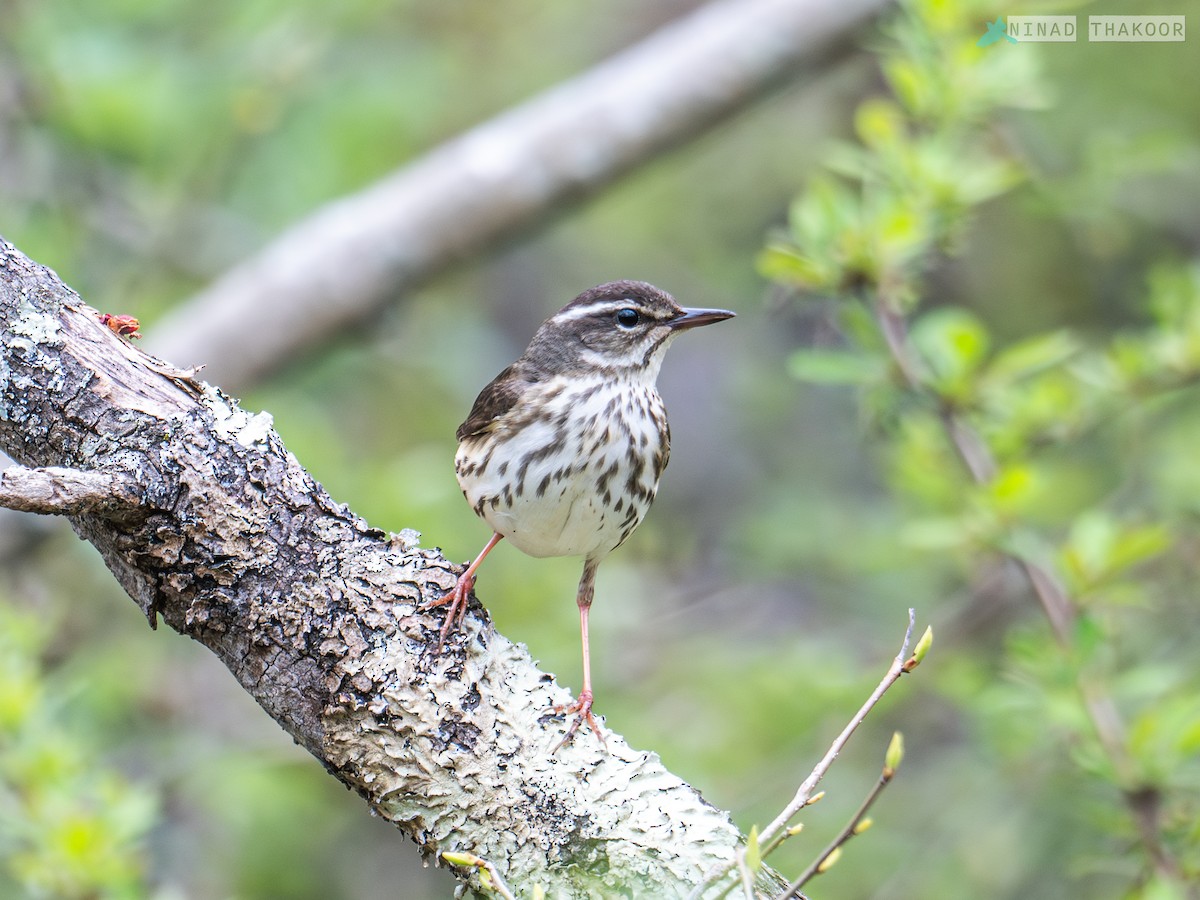 Louisiana Waterthrush - ML617742446