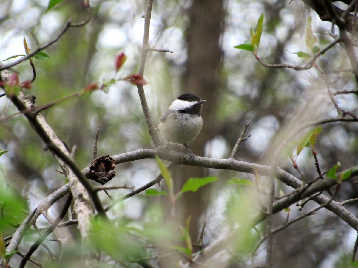 Black-capped Chickadee - Joseph Pumford